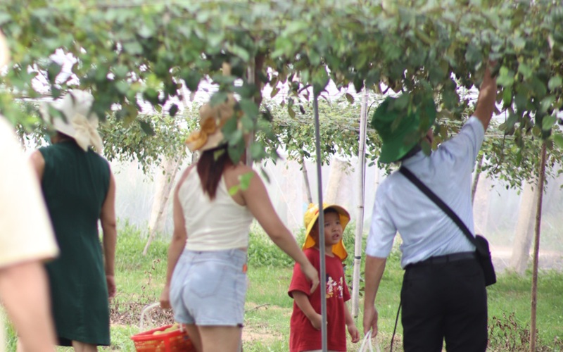 khách tham quan trải nghiệm hái táo tại vườn tại trang trại táo Ngon Farm